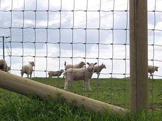 Hinge Knot Farm Fence 