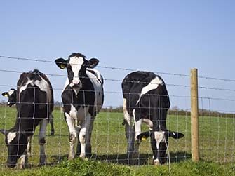 Hinge Knot Farm Fence 