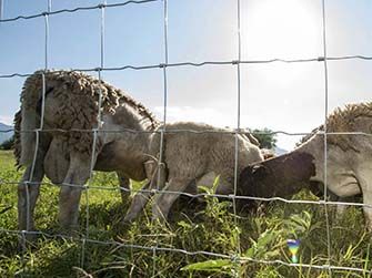 Hinge Knot Farm Fence 