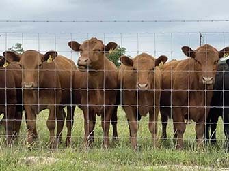 Fixed Knot Farm Fence 
