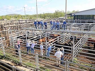 Cattle panel